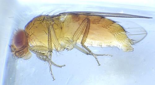 Drosophila suzukii